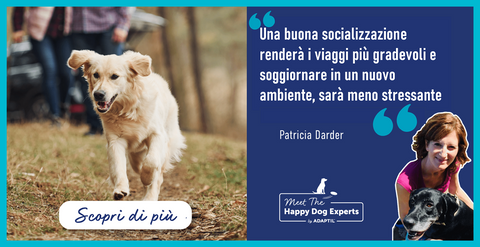 Viaggi in macchina: come ridurre lo stress del tuo cane in auto