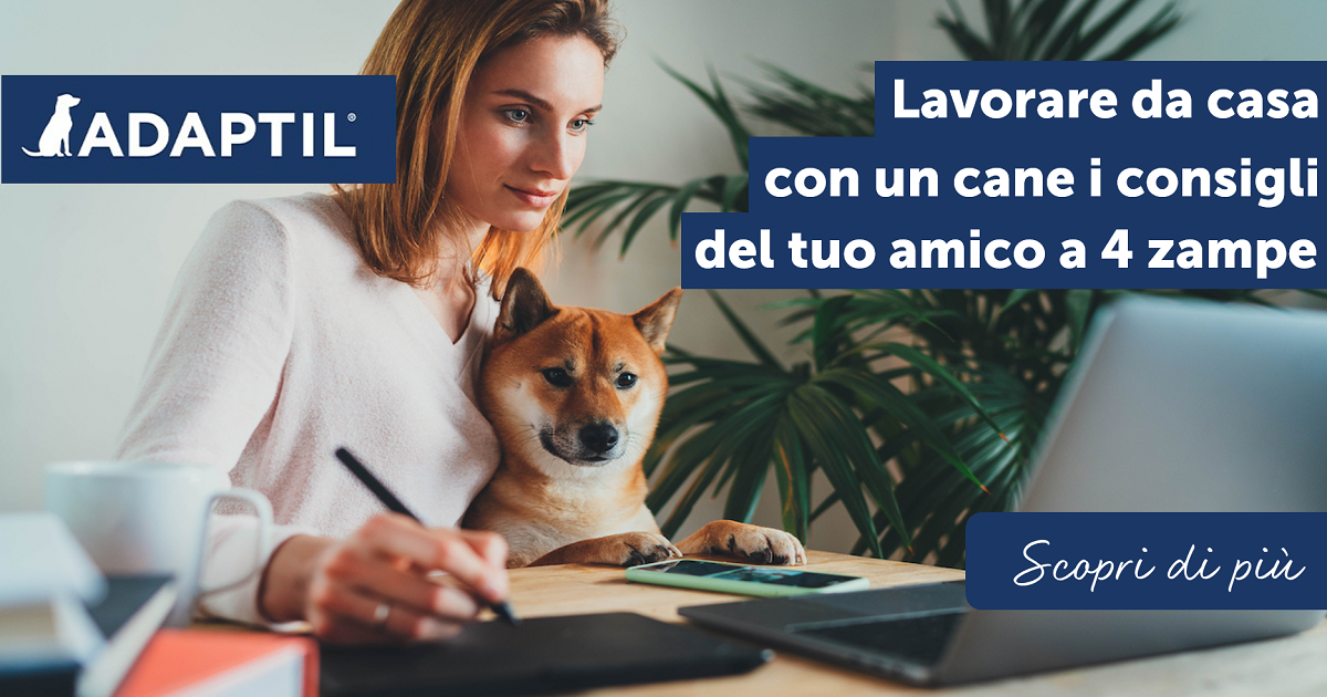 Lavorare da casa con un cane,i consigli del tuo amico a quattro zampe.