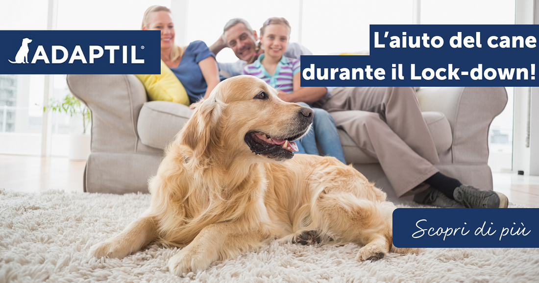 L’aiuto del cane durante il Lock-down!