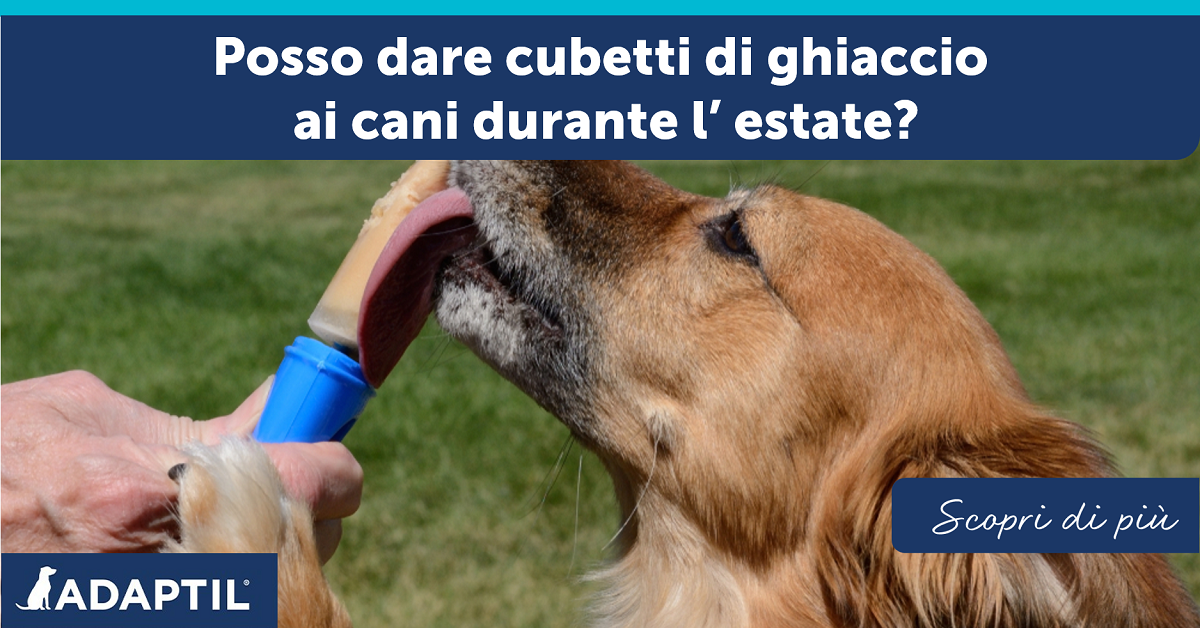 Posso dare cubetti di ghiaccio ai cani durante l'estate?