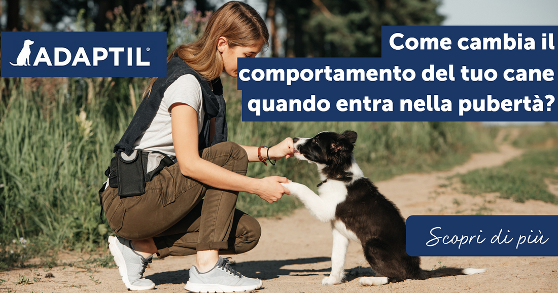Come cambia il comportamento del tuo cane quando entra nella pubertà?