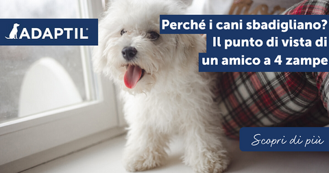 Perché i cani sbadigliano? Il punto di vista di un amico a 4 zampe
