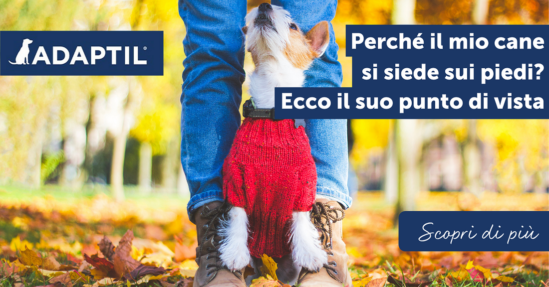 Perché il mio cane si siede sui piedi? Ecco il suo punto di vista