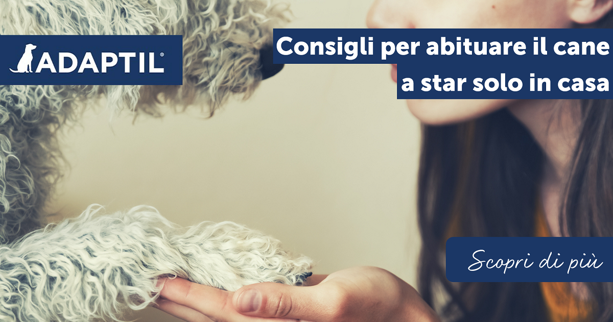 Consigli per abituare il cane a stare solo in casa