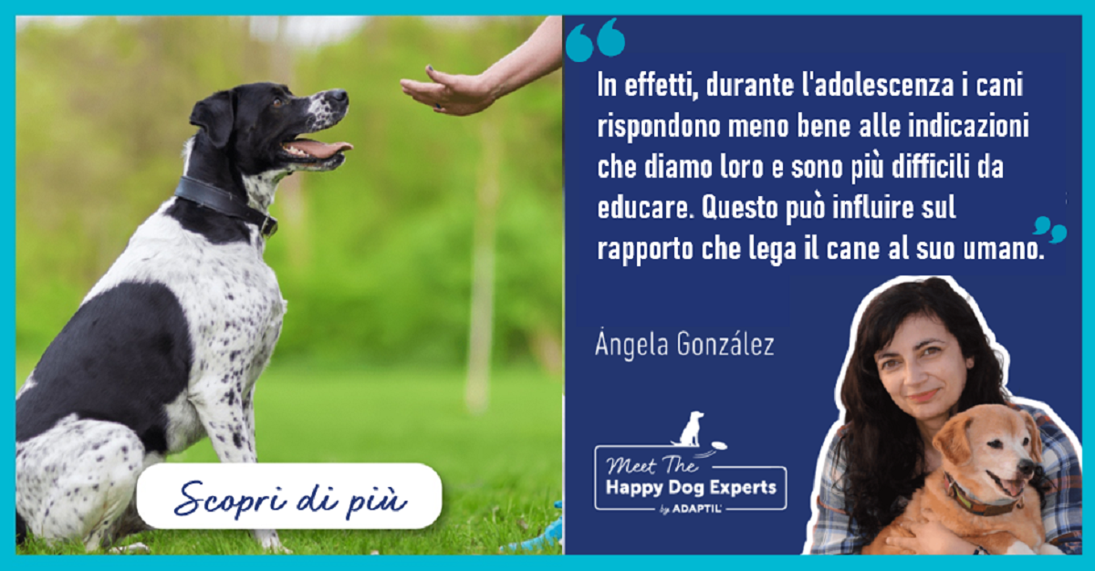 L’adolescenza nei cani: il parere degli studiosi