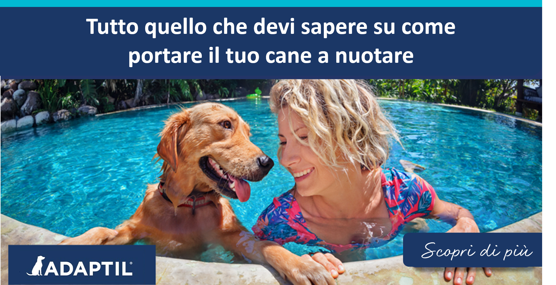Tutto quello che devi sapere su come portare il tuo cane a nuotare