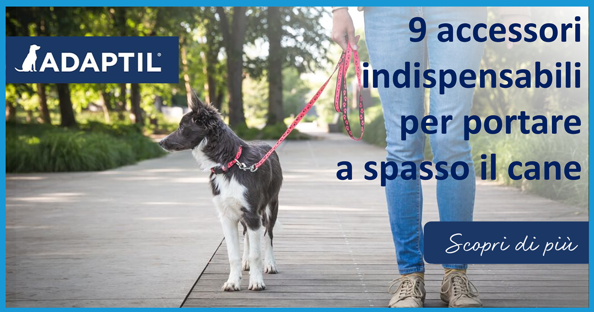 9 accessori indispensabili per portare a spasso il cane