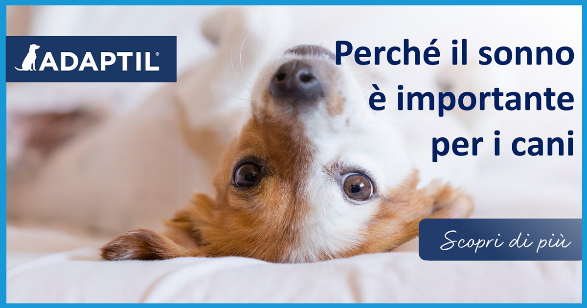 Perché il sonno è importante per i cani