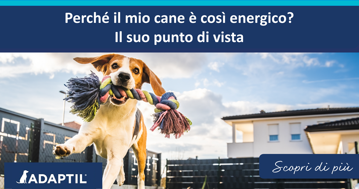 Perché il mio cane è così energico? Il suo punto di vista