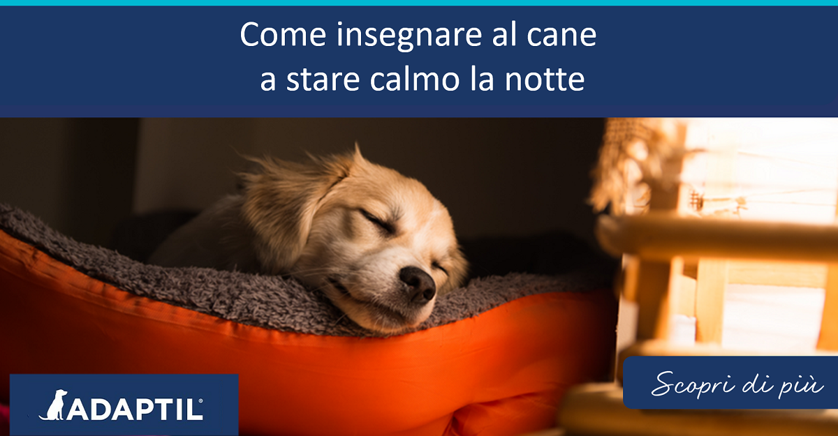 Come insegnare al cane a stare calmo la notte