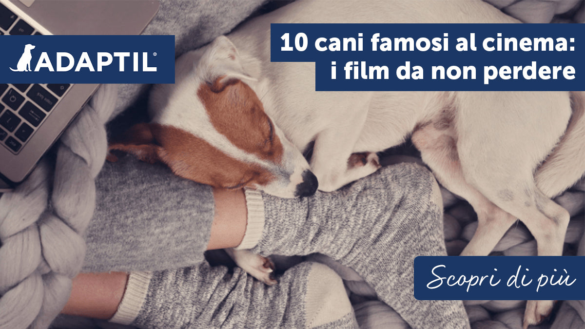 10 Cani famosi al cinema: i film da non perdere