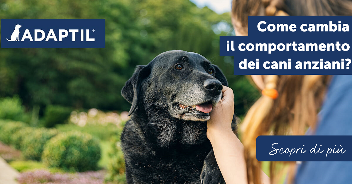 Come cambia il comportamento dei cani anziani?