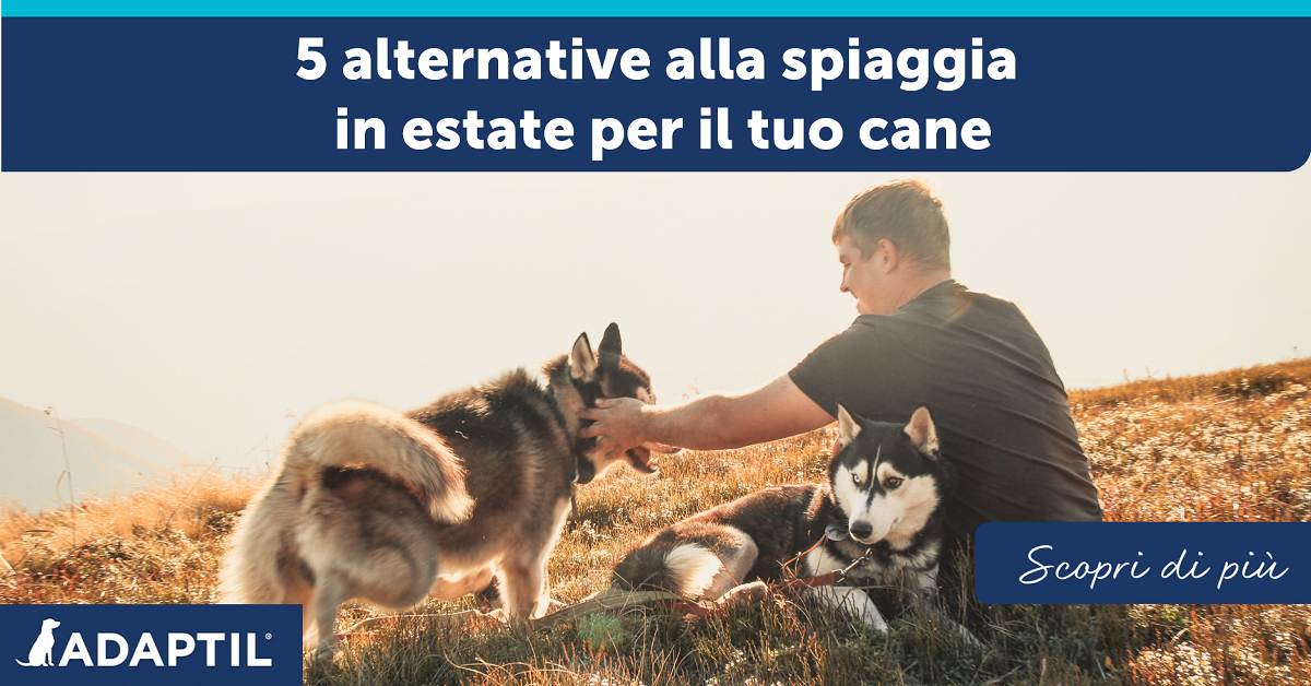 5 alternative alla spiaggia in estate per il tuo cane