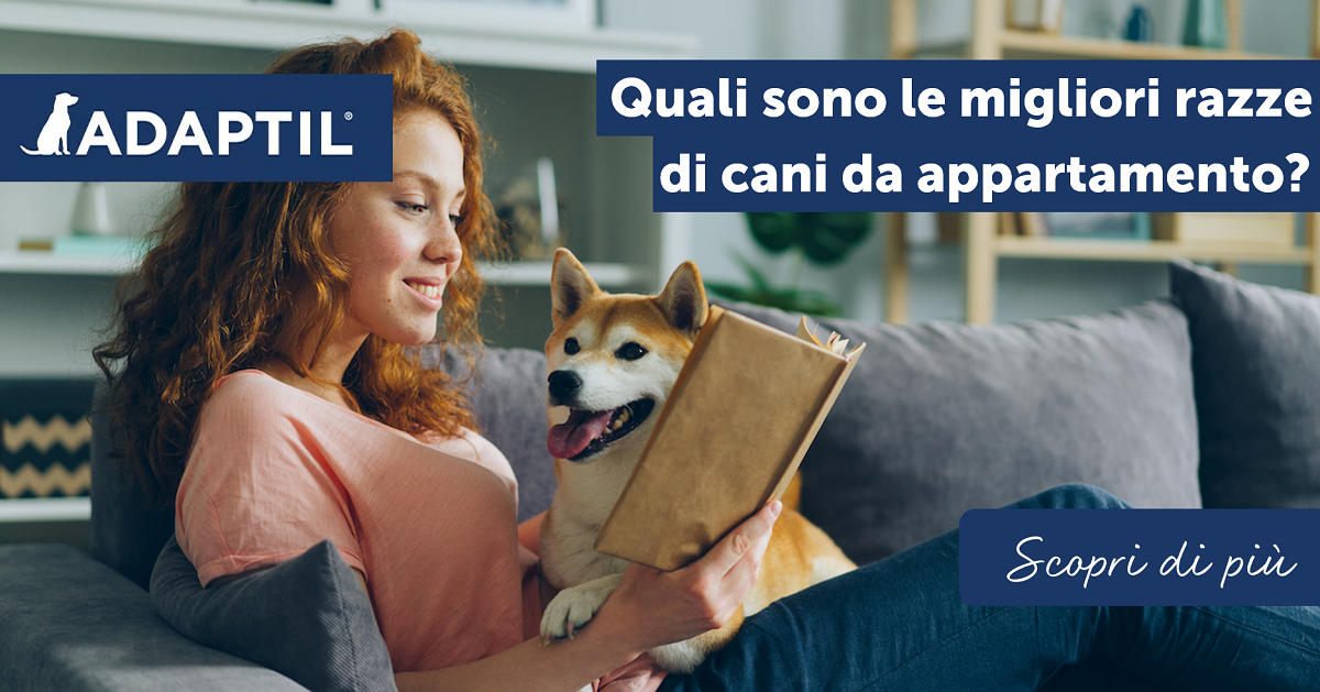Quali sono le migliori razze di cani da appartamento?