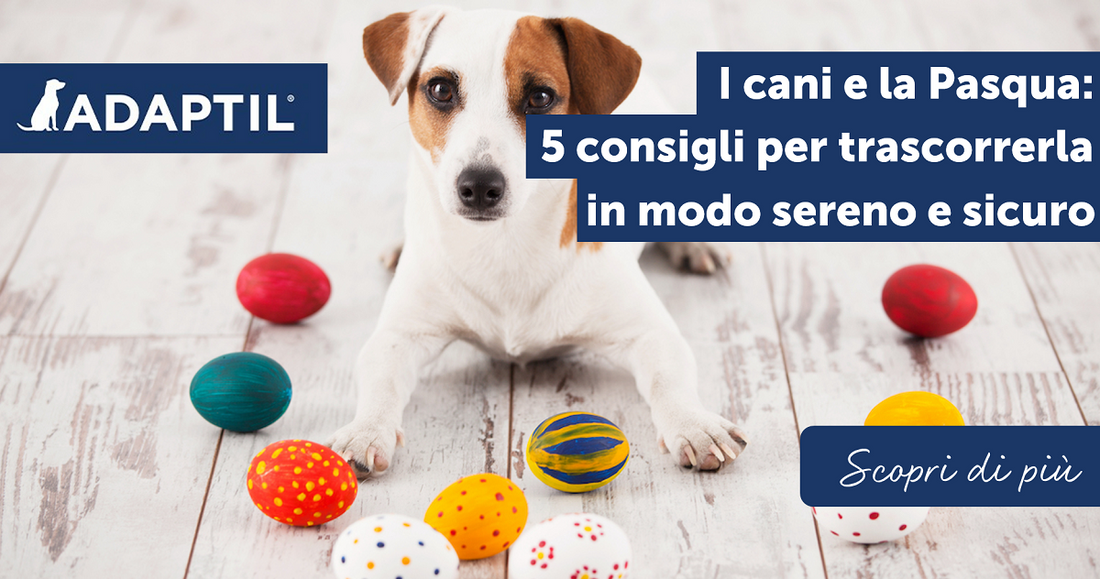 I cani e la Pasqua:5 consigli per trascorrerla in modo sereno e sicuro