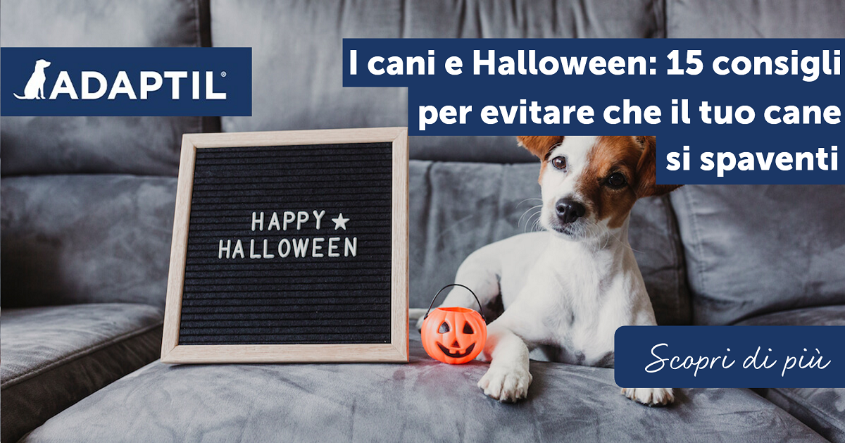I cani e Halloween:15 consigli per evitare che il tuo cane si spaventi