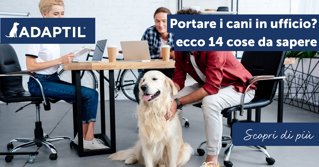Portare i cani in ufficio? Ecco 14 cose da sapere