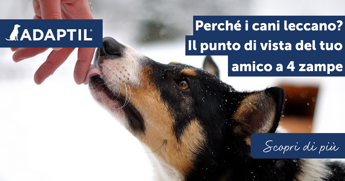 Perché i cani leccano? Il punto di vista del tuo amico a quattro zampe