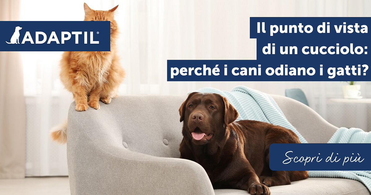 Il punto di vista di un cucciolo: perché i cani odiano i gatti?