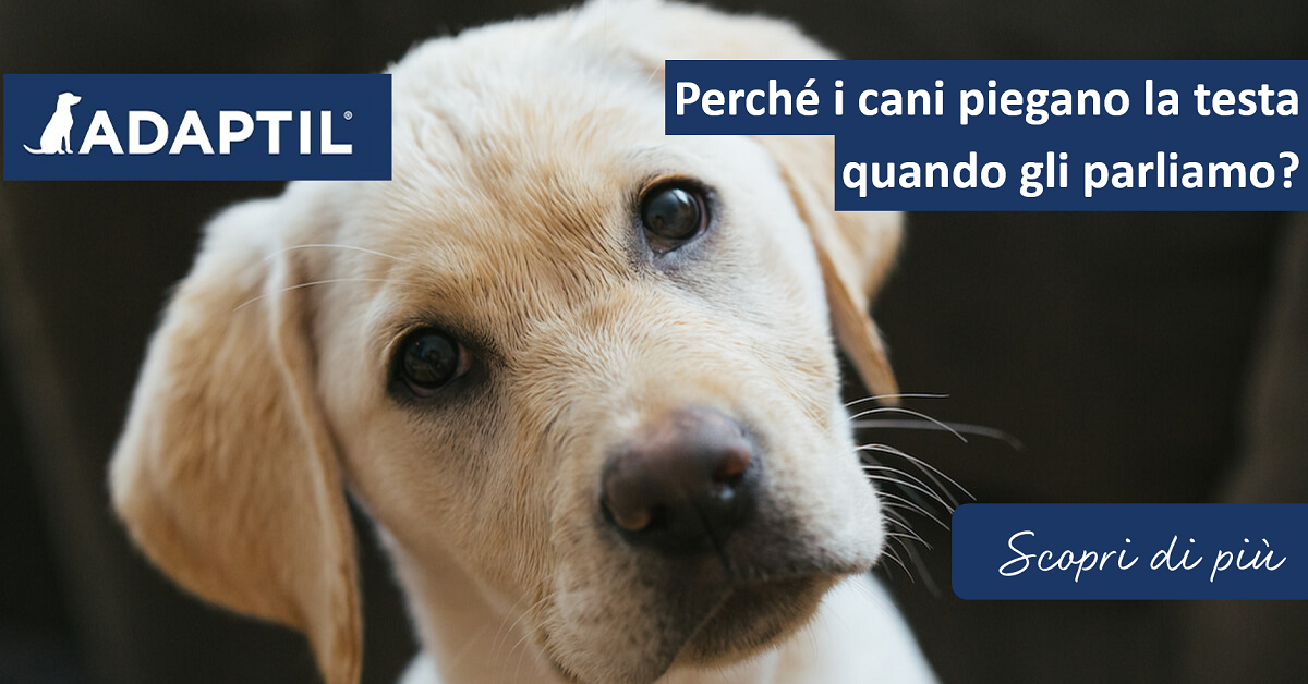 Perché i cani piegano la testa quando gli parliamo?
