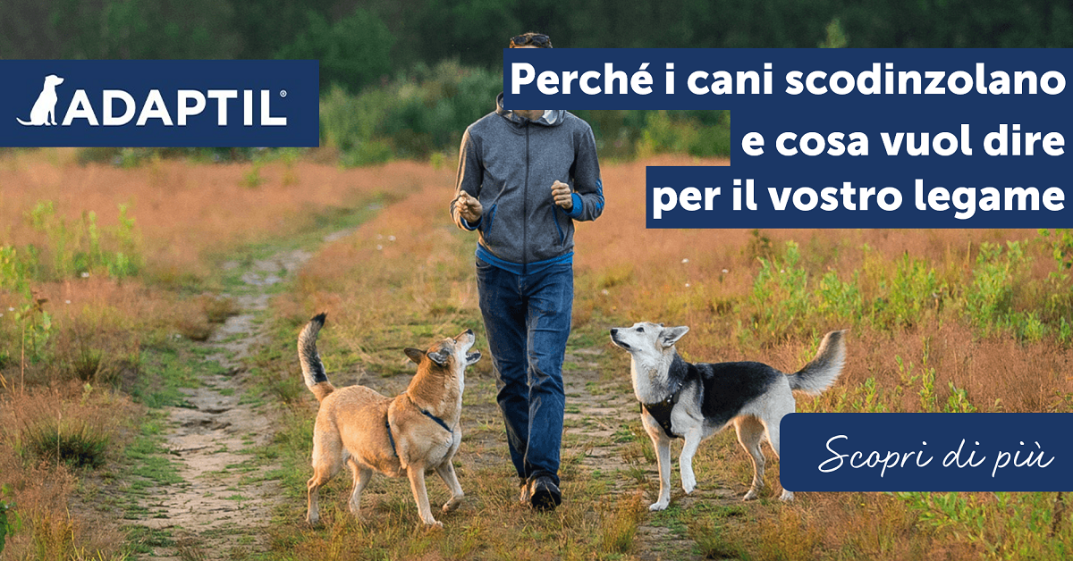 Perché i cani scodinzolano – e cosa vuol dire per il vostro legame