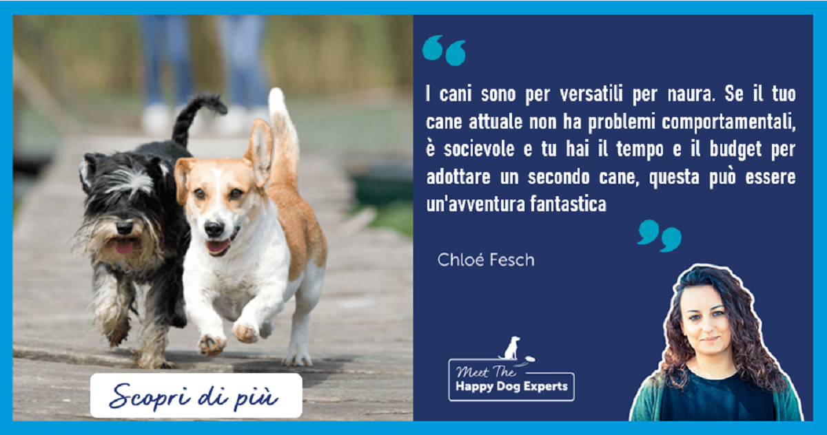 E' una buona idea adottare un secondo cane?