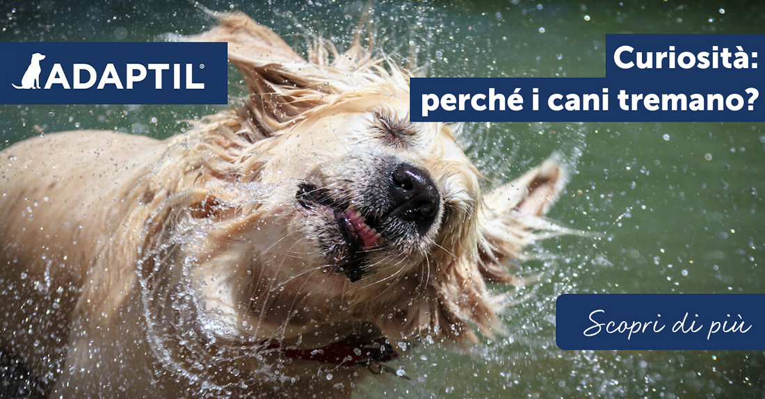 Curiosità: perché i cani tremano?