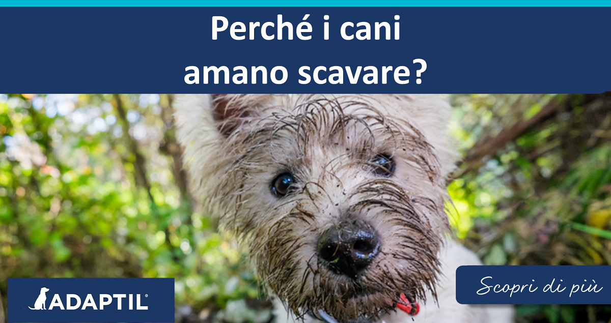 Perché i cani amano scavare?