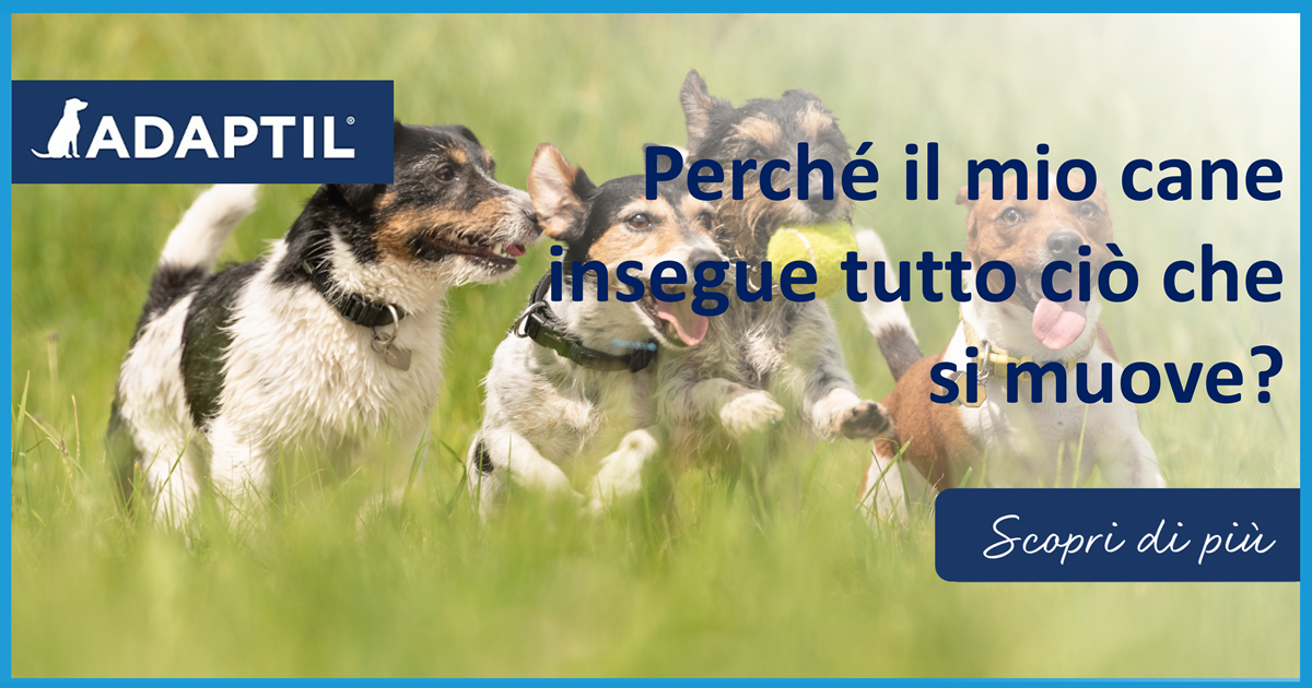 Perché il mio cane insegue tutto ciò che si muove?