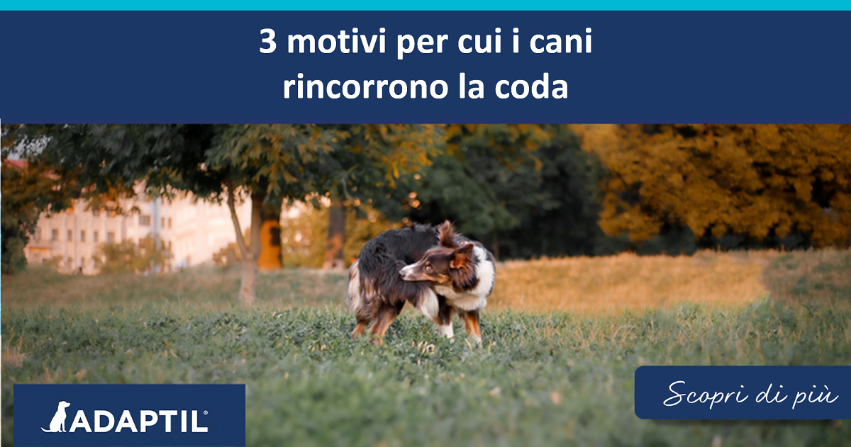 3 motivi per cui i cani rincorrono la coda