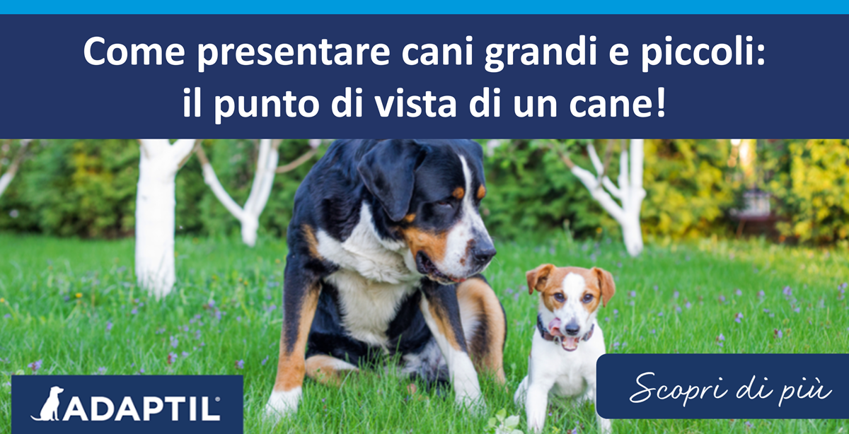 Come presentare cani grandi e piccoli: il punto di vista di un cane!