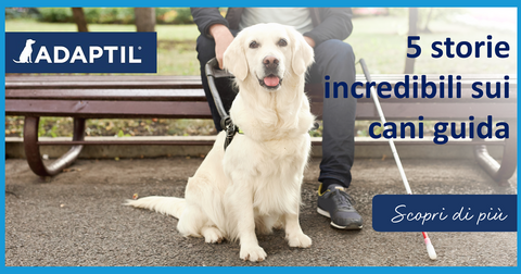 5 storie incredibili sui cani guida
