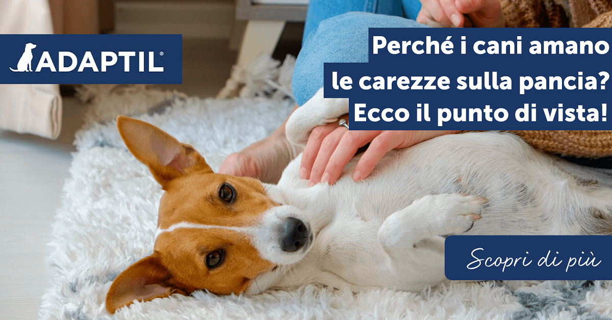 Perché i cani amano le carezze sulla pancia? Ecco il punto di vista!