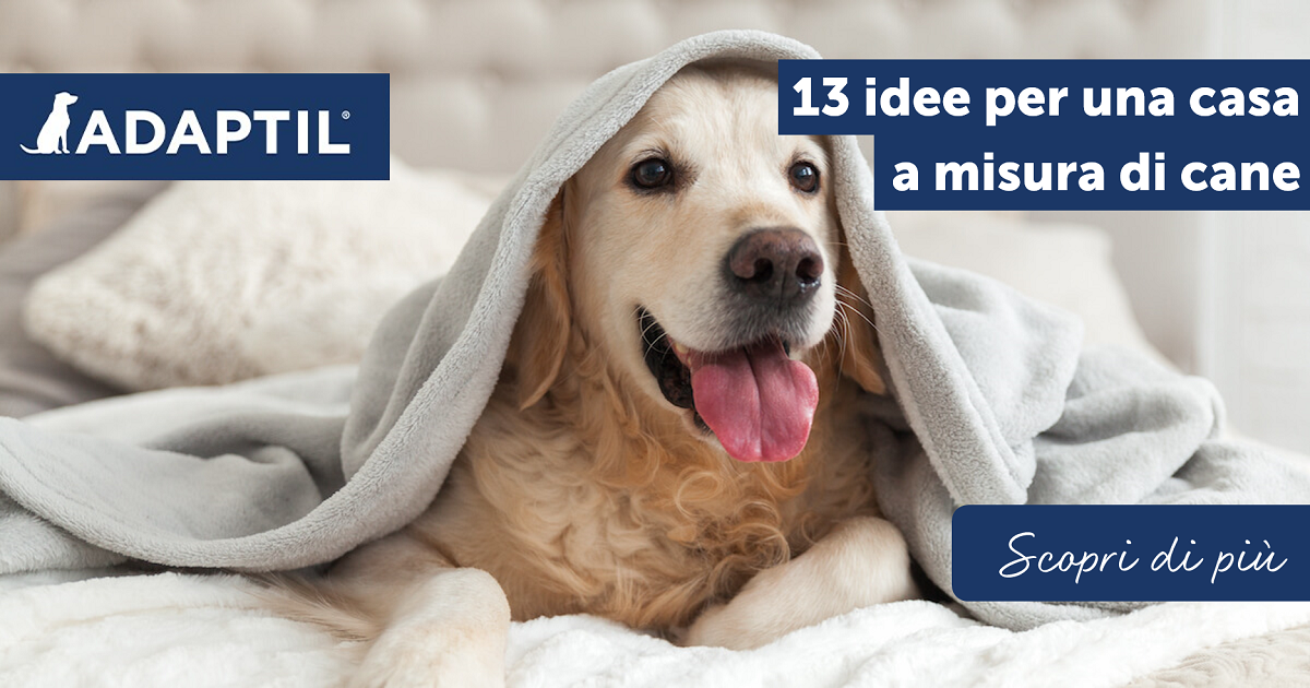 13 idee per una casa a misura di cane