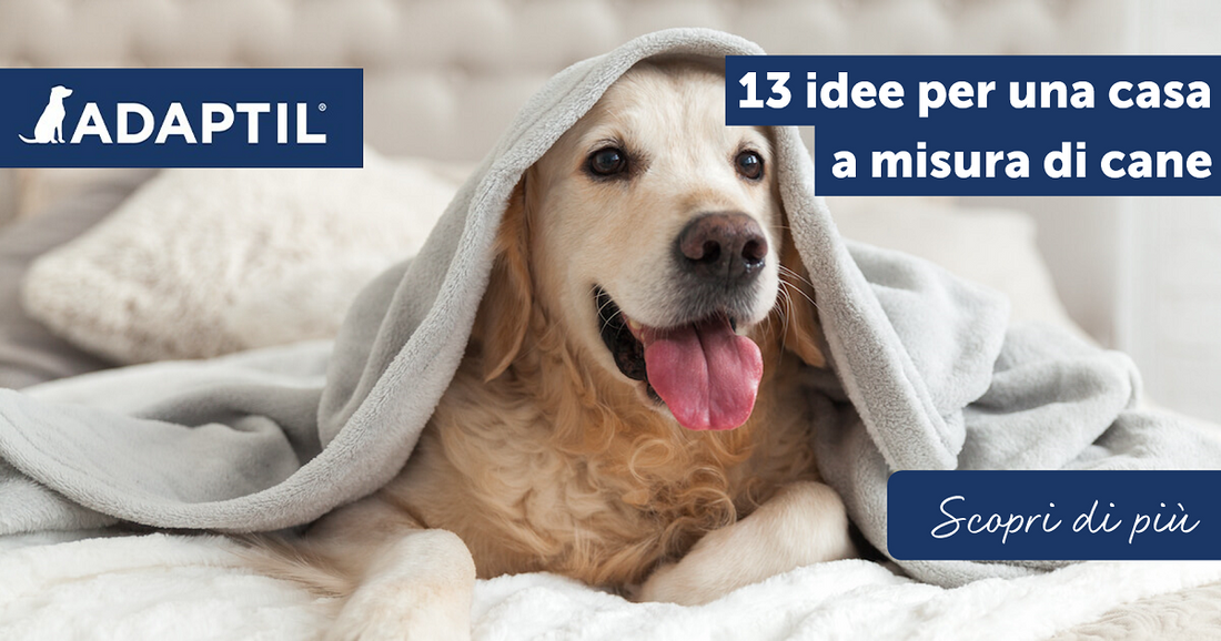 13 idee per una casa a misura di cane