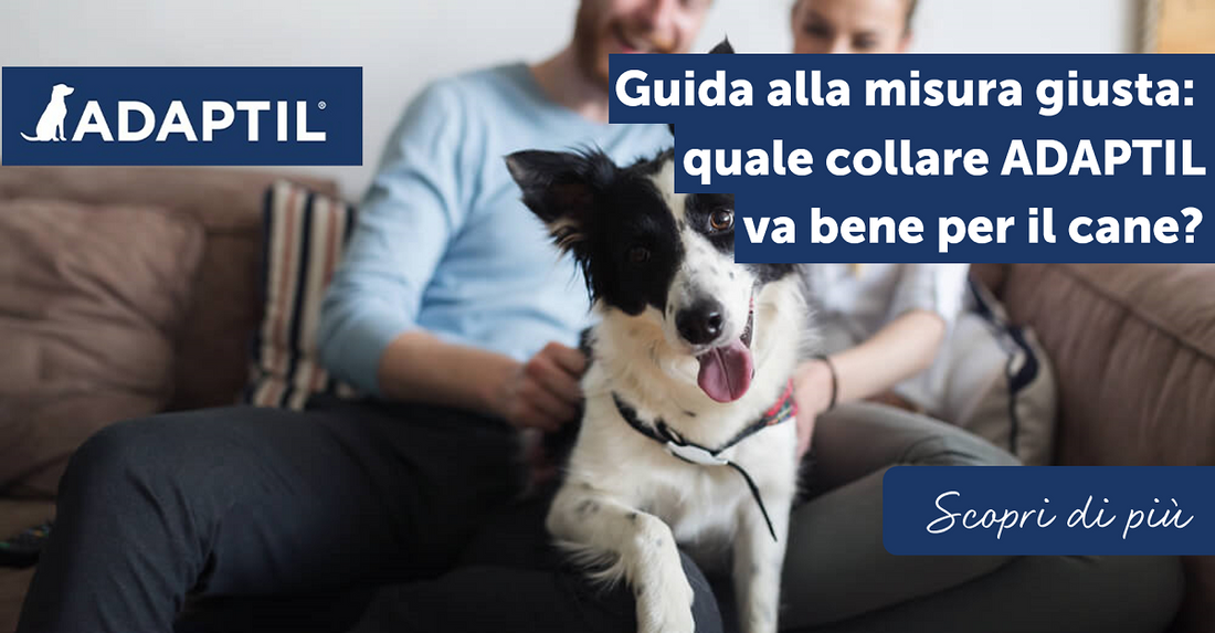 Guida alla misura giusta: quale collare ADAPTIL va bene per il cane?