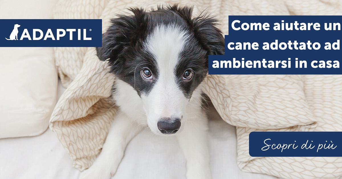 Come aiutare un cane adottato ad ambientarsi in casa