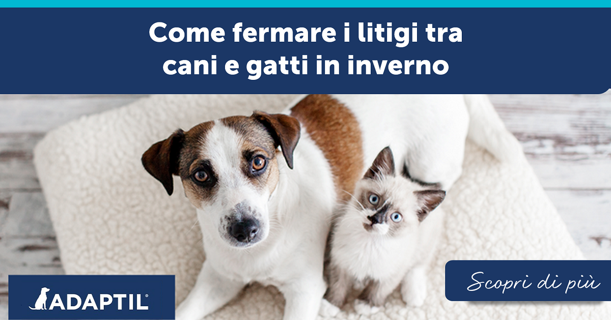 Come fermare i litigi tra cani e gatti in inverno