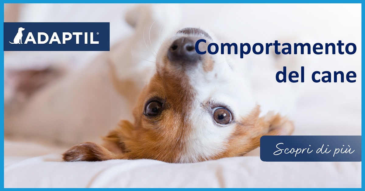 Comportamento del cane