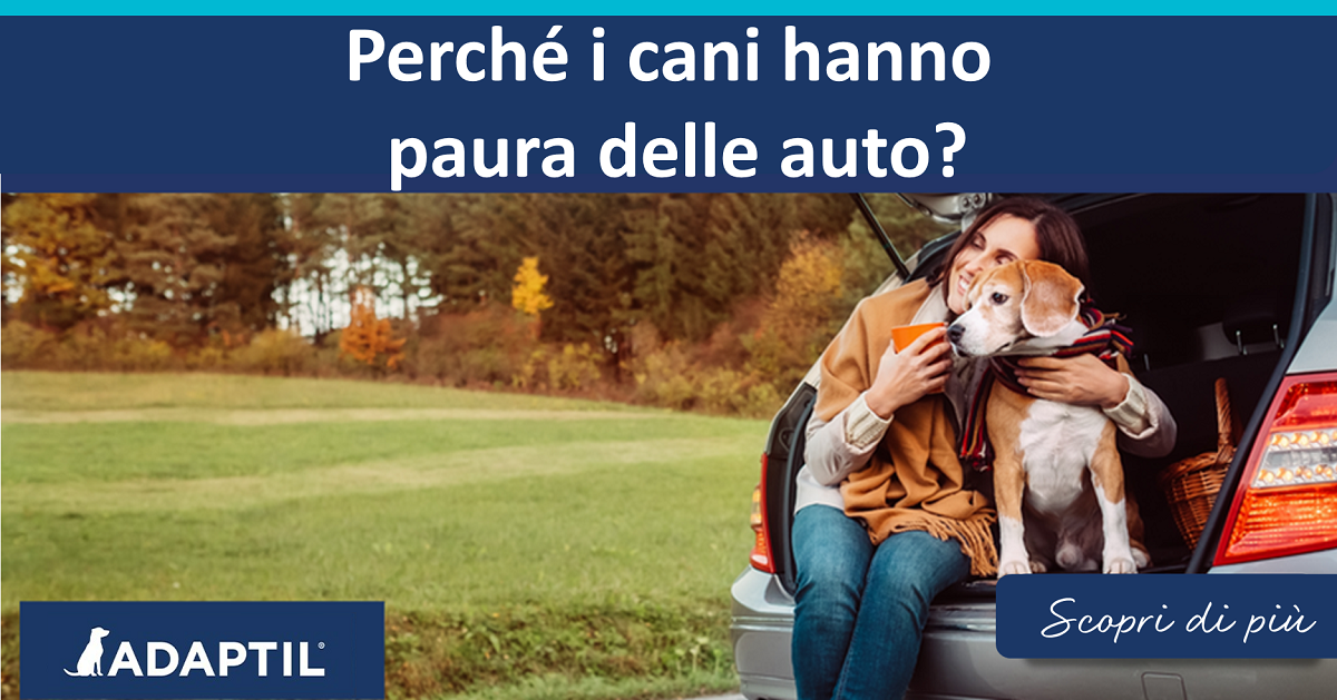 Perché i cani hanno paura delle auto?