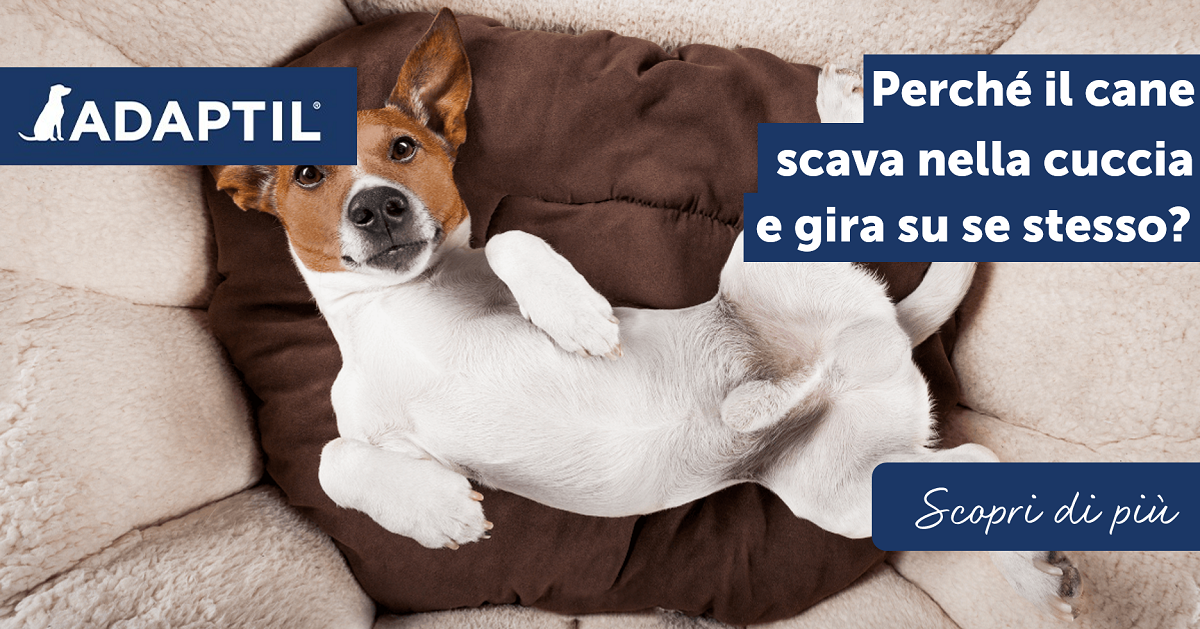 Perché il cane scava nella cuccia e gira su se stesso?