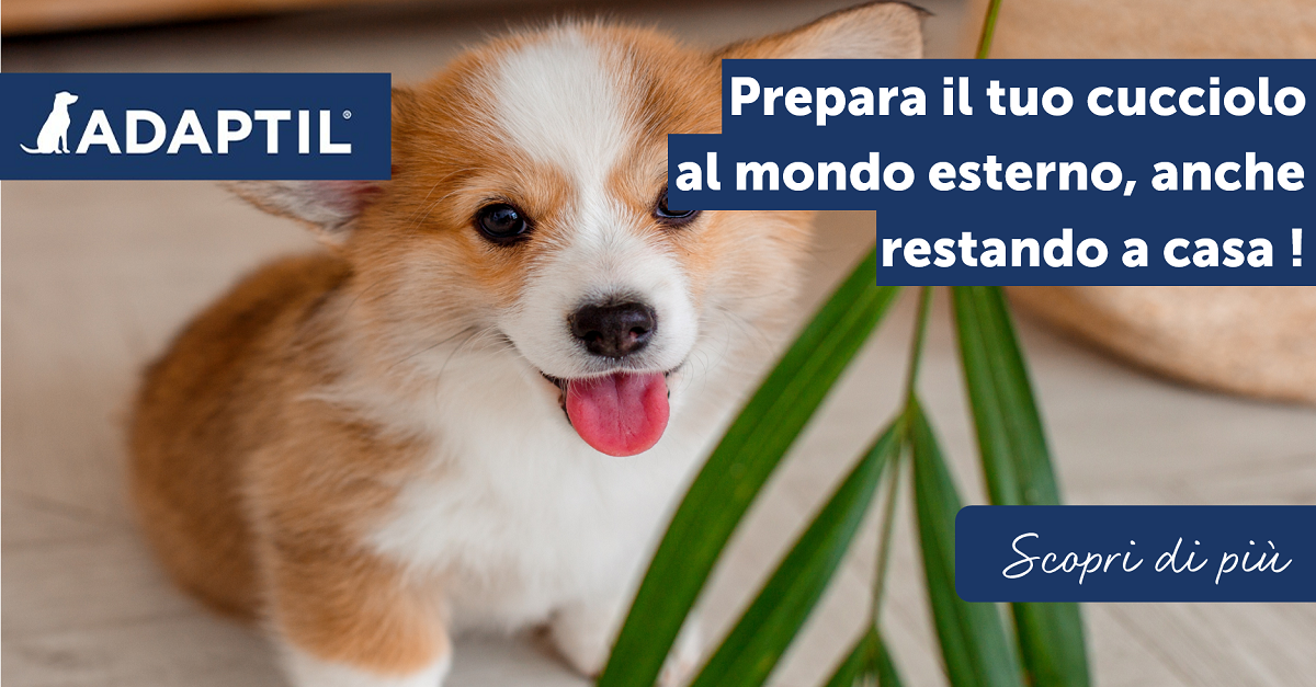 Prepara il tuo cucciolo al mondo esterno, anche restando in casa!