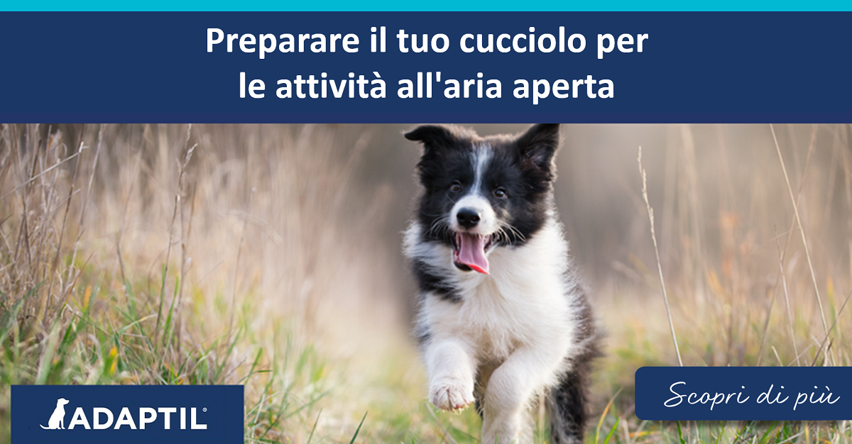 Preparare il tuo cucciolo per le attività all'aria aperta
