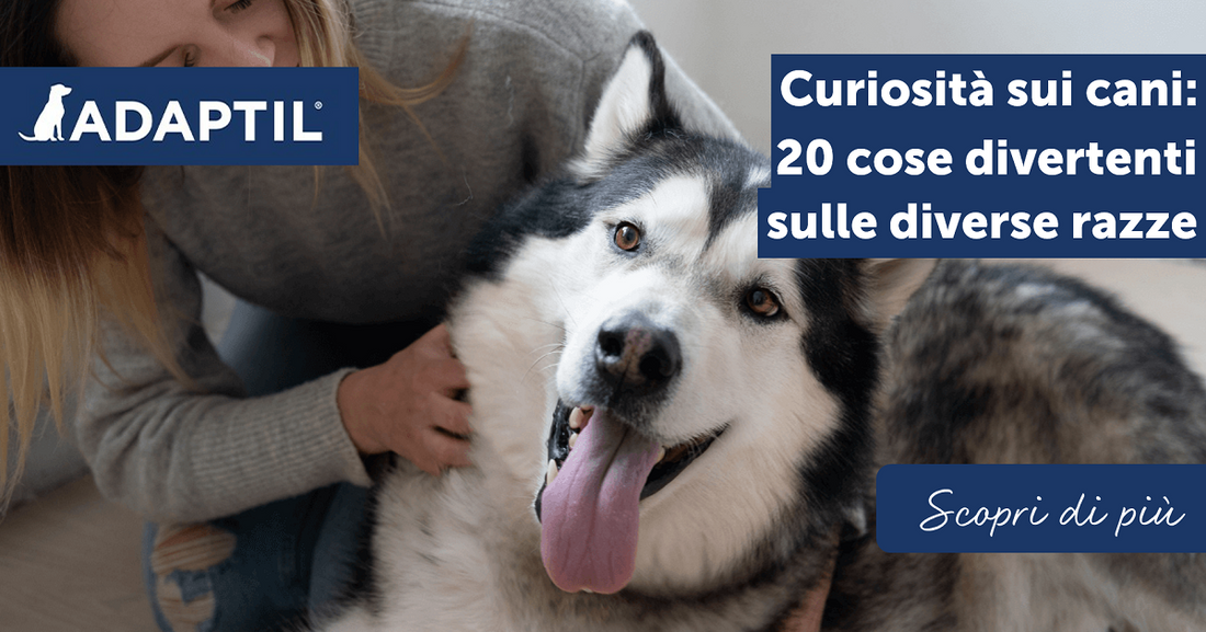 Curiosità sui cani: 20 cose divertenti sulle diverse razze