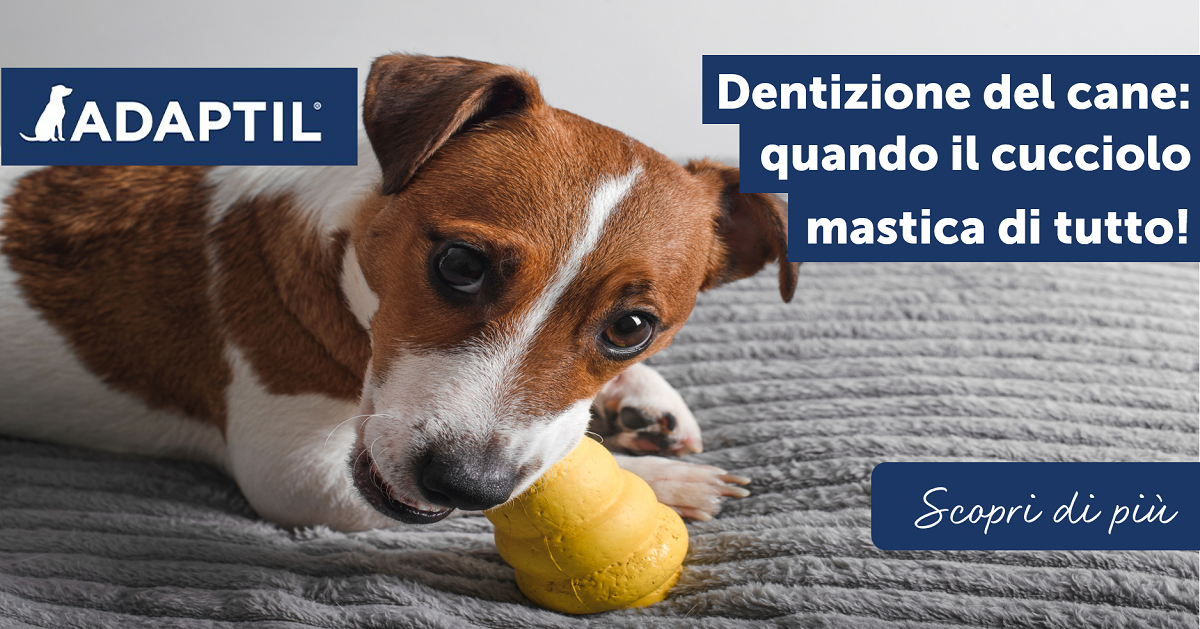 Dentizione del cane: quando il cucciolo mastica di tutto!