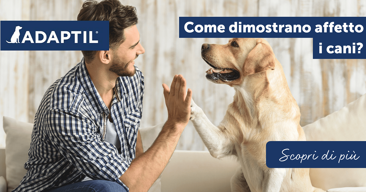 Come dimostrano affetto i cani?