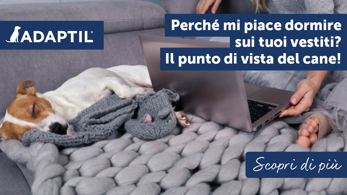 Perché il cane dorme sui vestiti? Ecco il suo punto di vista