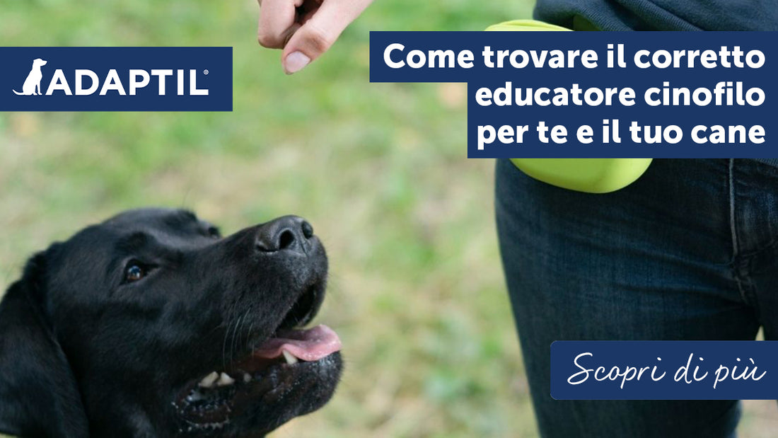 Come scegliere l’addestratore giusto per te e per il tuo cane