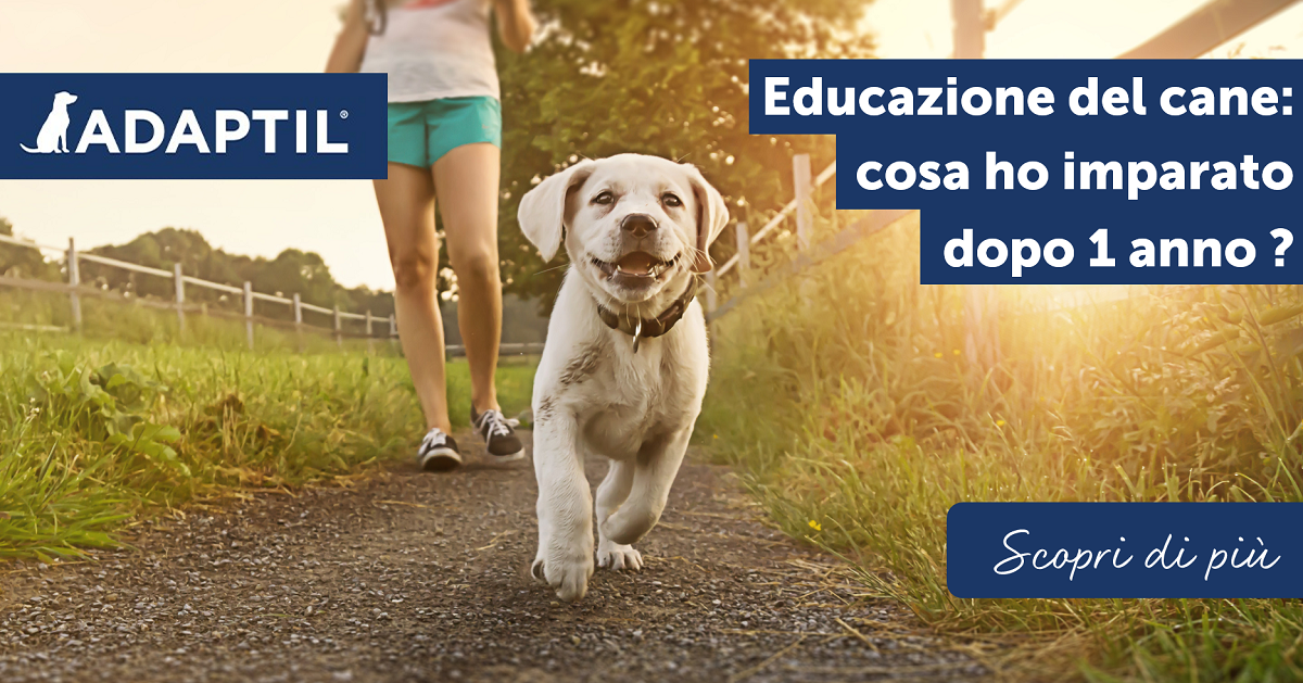 Educazione del cane: cosa ha imparato dopo 1 anno?