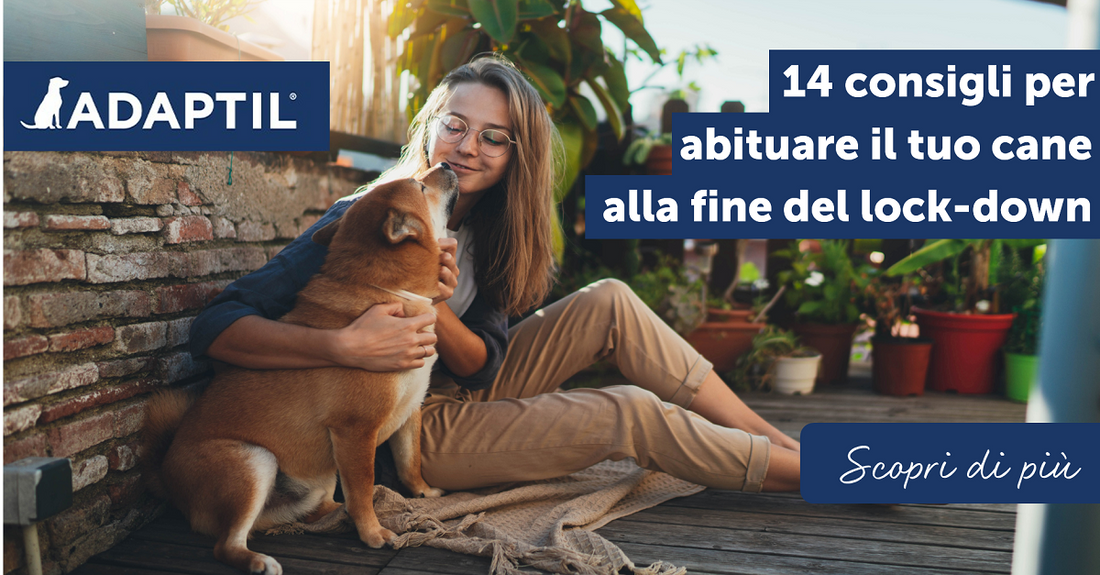 14 consigli per abituare il cane alla fine del lock-down